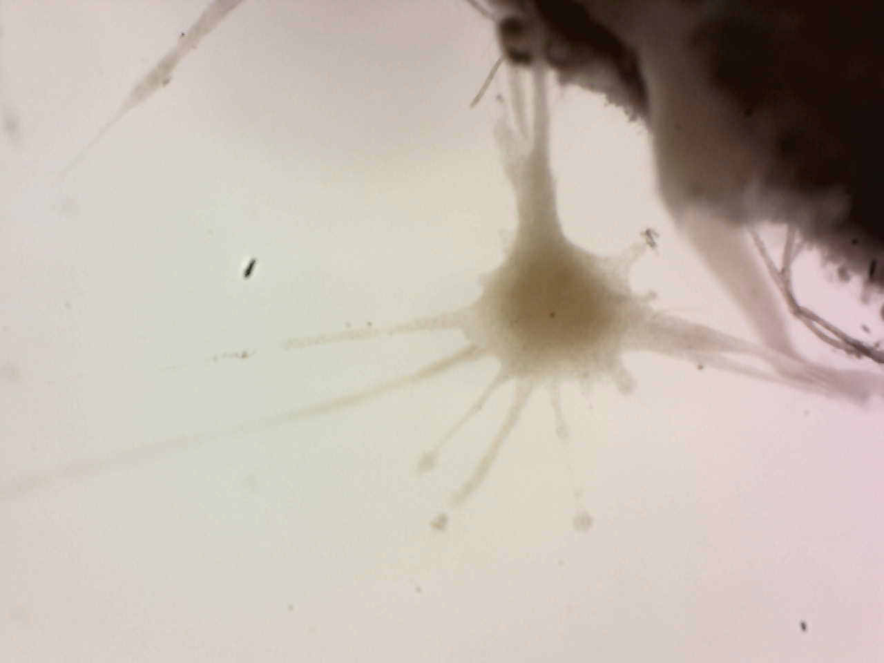 figure image